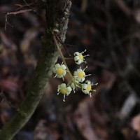 Semecarpus marginatus Thwaites